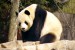 Giant_Panda_2004-03-2.jpg